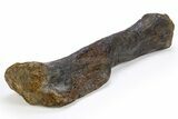 Fossil Sauropod (Camarasaurus) Metacarpal (Hand) Bone - Wyoming #306949-2